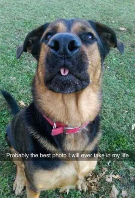 37 Hilarious Animal Pictures
