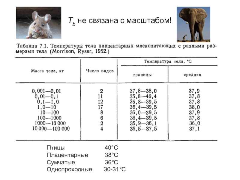 Животные имеющие постоянную температуру тела. Нормальная температура тела животных. Температура тела млекопитающих. Нормы температуры тела у животных таблица. Норма температуры у собак.