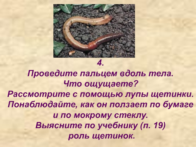 Дождевой червь имеет тело. Щетинки дождевых червей. Щетинки на брюшной стороне дождевого червя. Как передвигается червь в почве.