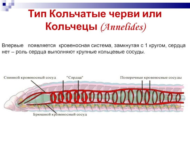 Кольцевые сосуды дождевого червя. Тип кровеносной системы у кольчатых червей. Функции кровеносной системы кольчатых червей. Тип кровеносной системы у кольчатого червя. Тип кольчатые черви кровеносная система.