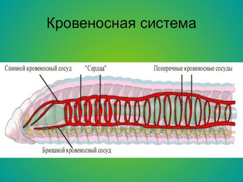 Круги кровообращения червей. Кровеносная кольчатых червей 7 класс. Кольчатые черви замкнутая кровеносная система. Строение кровеносной системы кольчатых червей. Схема строения кровеносной системы у кольчатых червей.