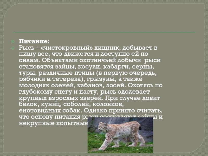 Животное тайги сообщение 4 класс. Рысь питание. Рацион питания рыси. Питание питание рыси. Способ питания рыси.