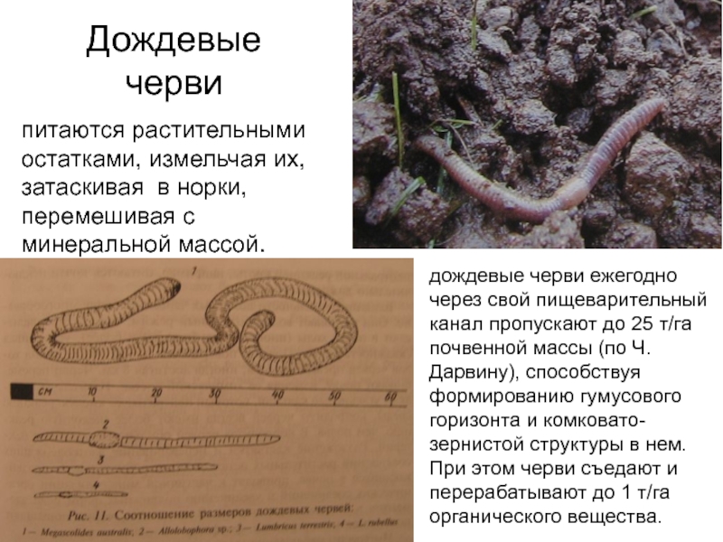Сообщение о червях