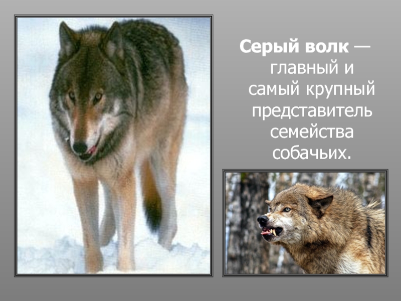 Волк основная информация
