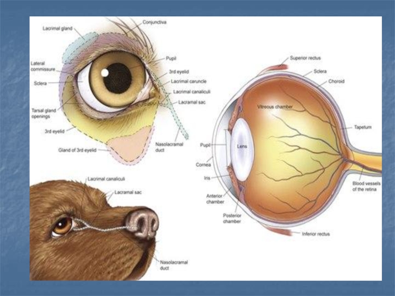 Слезная железа у собак. Зрительный анализатор строение анатомия. Структура зрительного анализатора пса. Слезная железа у собаки анатомия. Анатомия глаза собаки.