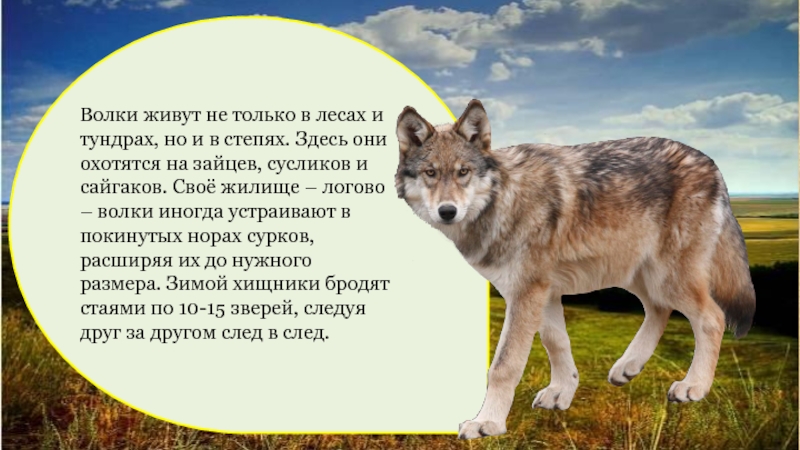 Жилище волка. Волки живущие в России. Где обитают волки в России. Волк живет в квартире.