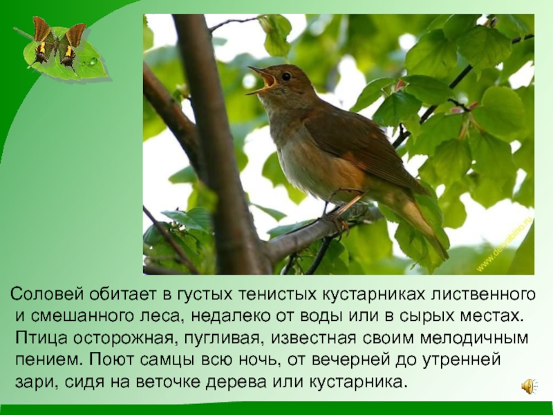 Текст про соловья. Птицы смешанных лесов. Соловей описание. Доклад про соловья. Соловей краткая информация.