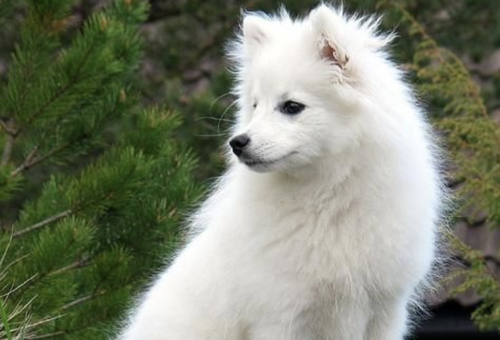 The Indian Spitz is one of the most popular dog breeds in India.