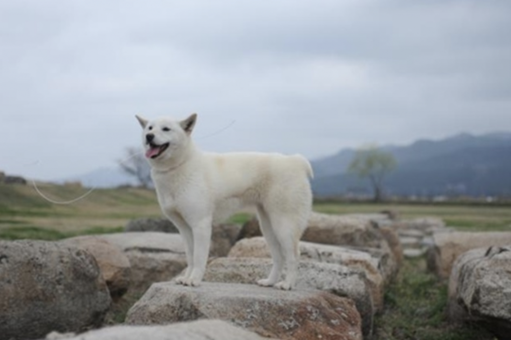 The Korean Jindo is the most popular Korean dog and declared as the country