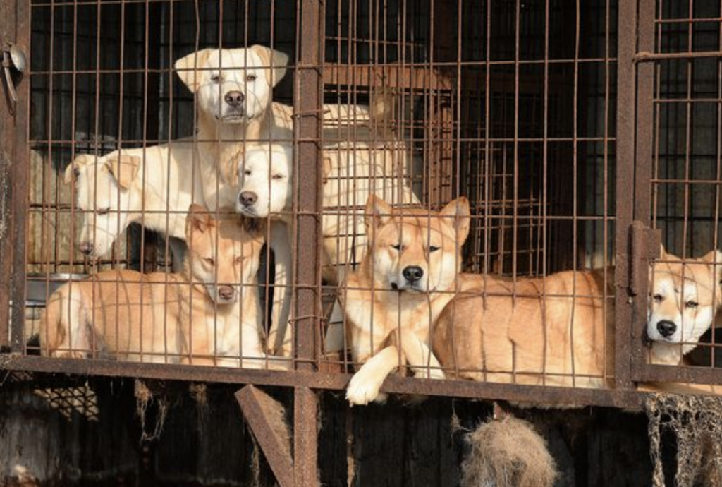 Help save the korean dogs from the farms.