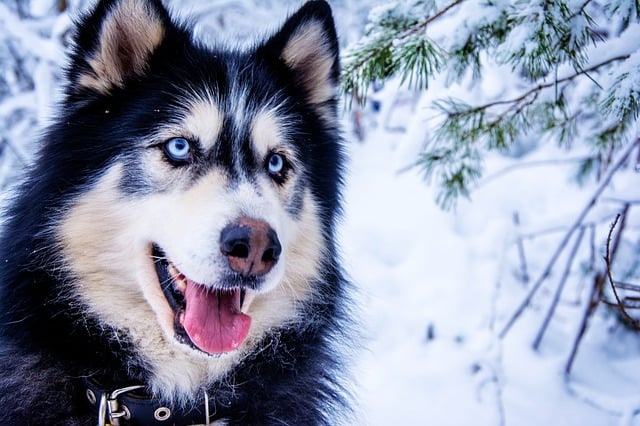 The Siberian Husky is the first component of the Pitsky breed.