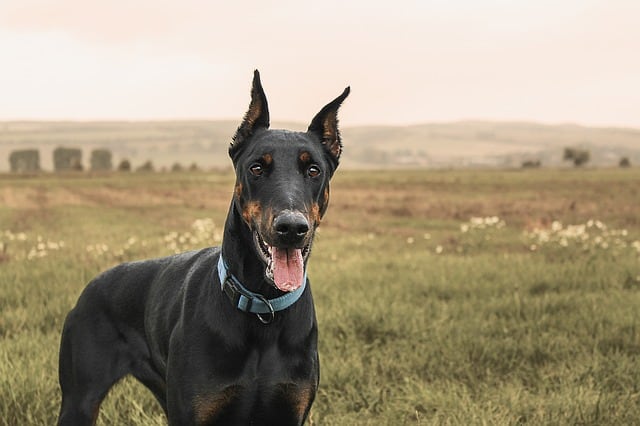 The black and rust (tan) color Doberman Pinscher is the most popular and common variation.