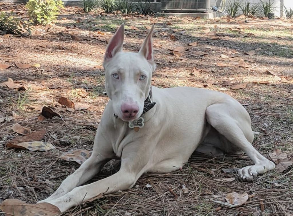 The White Doberman is exotic and exquisite, but not completely ethical to breed.