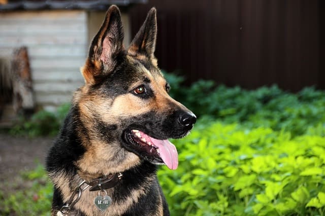 Everybody knows just how smart the German Shepherds are - in fact, they
