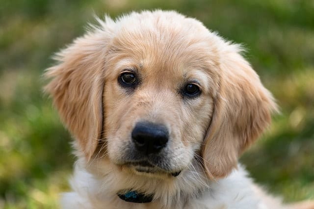 Golden Retrievers are highly intelligent dog breeds, which may explain why they