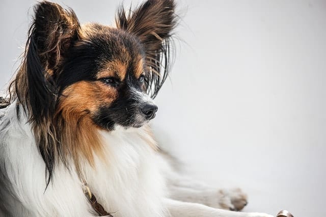 Despite its small size, the Papillon is one of the 10 smartest dog breeds. 