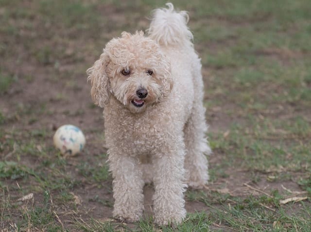 Only the Standard Poodle is considered to be the second smartest dog breed in the world.