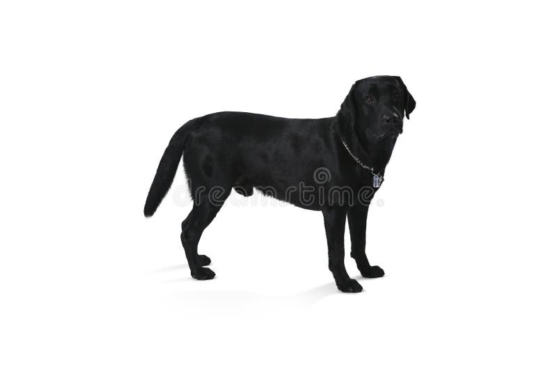 Black labrador retriever puppy 1 year old, standing isolated on stock images