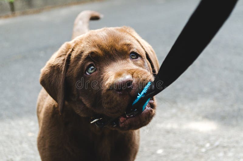 Brown puppy labrador standing and biting lead royalty free stock images