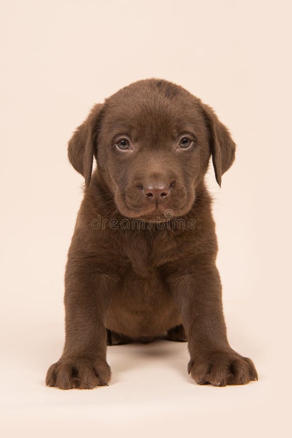 Chocolate brown labrador retriever puppy sitting on a beige background stock image