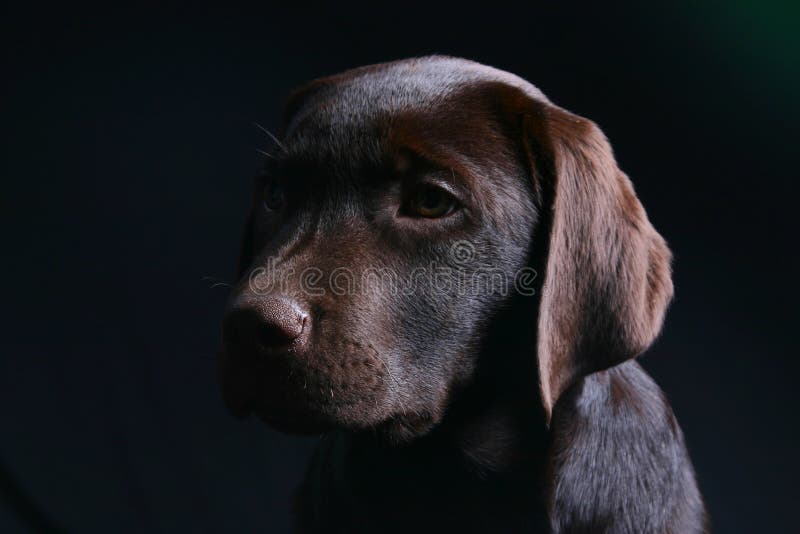 Chocolate Labrador Puppy stock image