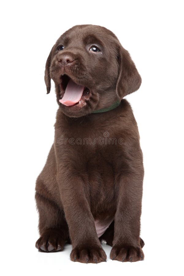 Chocolate Labrador puppy portrait stock photo