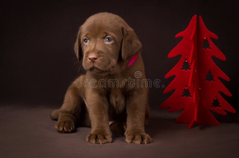 Chocolate labrador puppy sitting on brown stock image