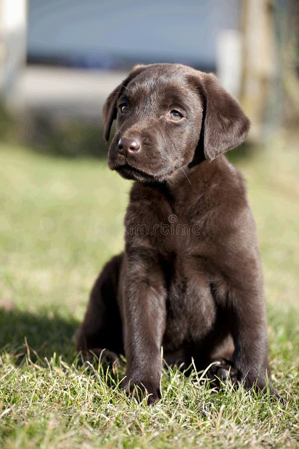 Chocolate Labrador Retriever puppy stock photo