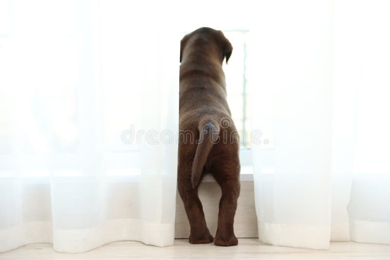 Chocolate Labrador Retriever puppy looking out window royalty free stock photography