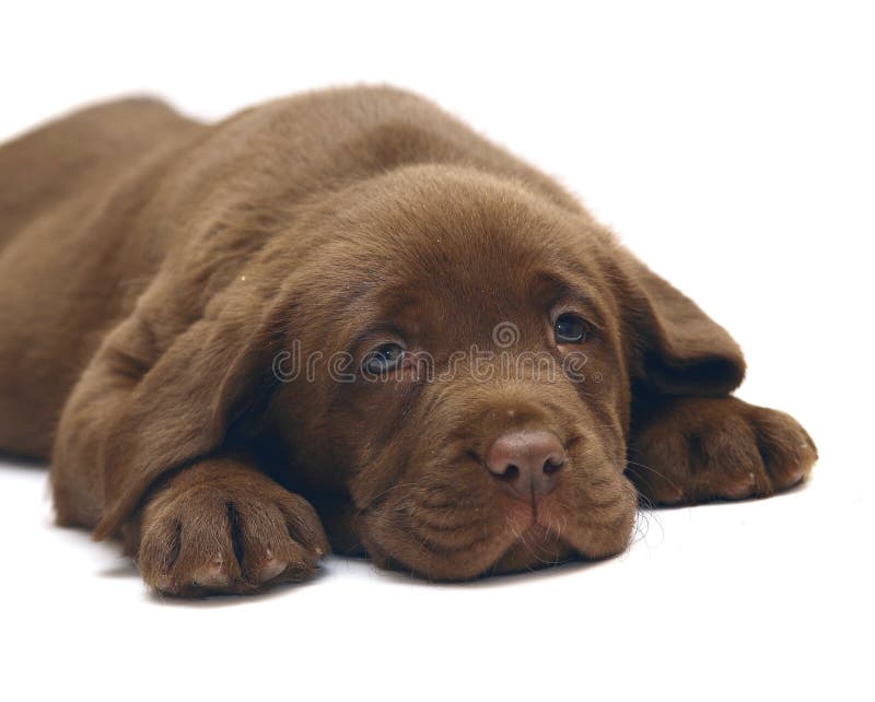 Chocolate puppy Labrador. royalty free stock images