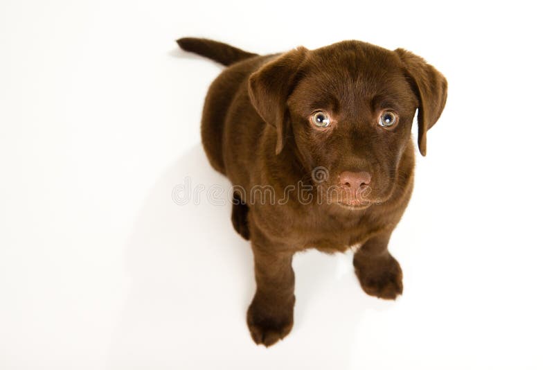 Cute brown chocolate labrador puppy dog looking up royalty free stock photo