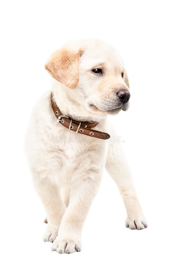 Cute little labrador puppy stock photo