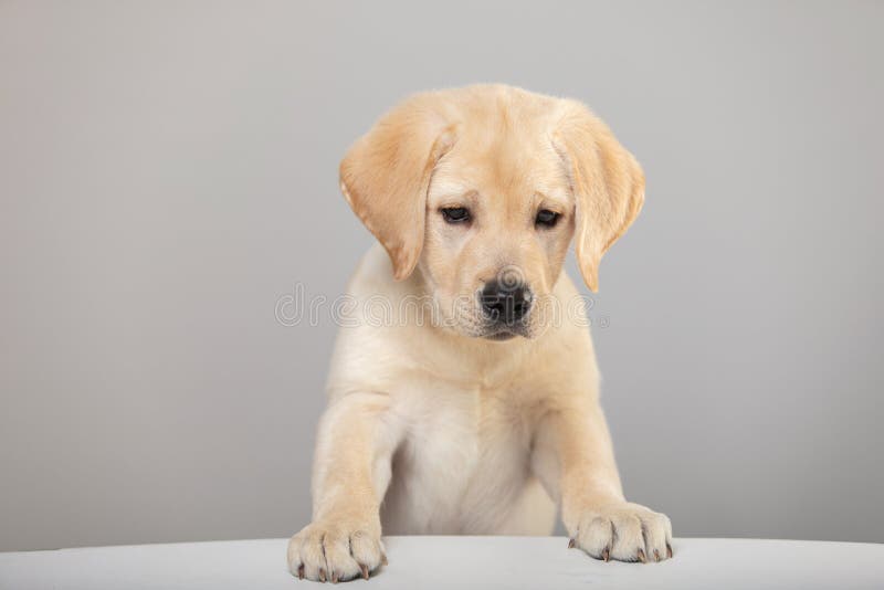 Cute little labrador retriever puppy stands putting his front paws on flat horizontal surface. banner, sign on grey background stock images