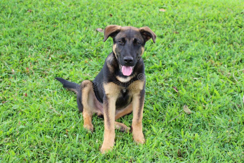 16-week-old puppy sitting. A cute 4-month-old New Guinea Singing Dog - Labrador Retriever mixed breed puppy with brown markings stock photography