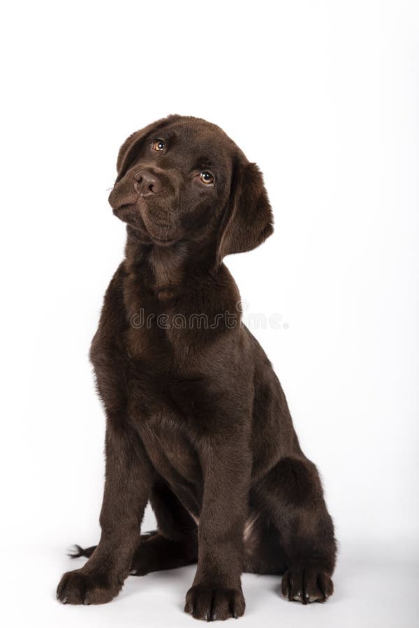 Funny puppy of 3 months old chocolate colored labrador breed sitting looking attentively towards camera on white background royalty free stock image