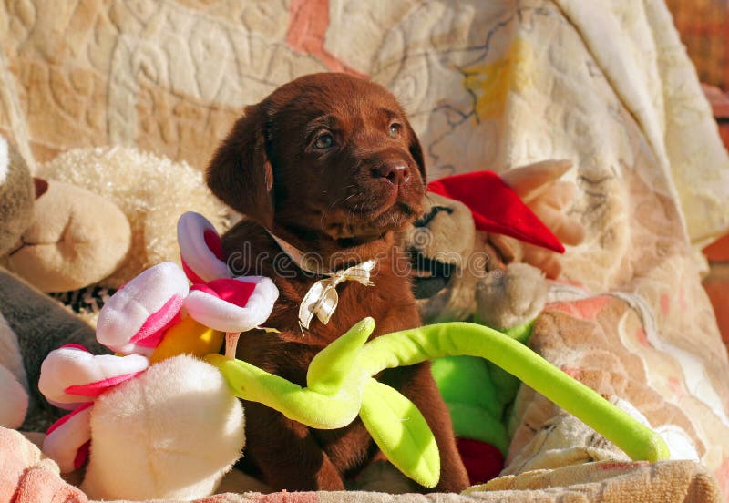 Happy chocolate labrador puppy with toys royalty free stock photos