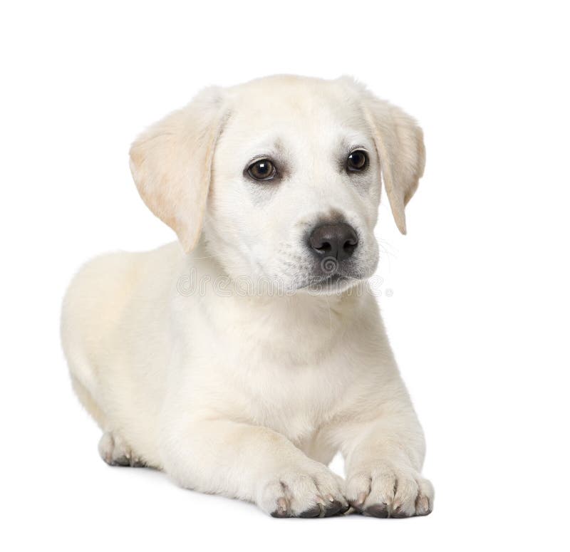 Labrador puppy (4 month old). Cream Labrador puppy, lying down (4 month old) in front of a white background stock photography