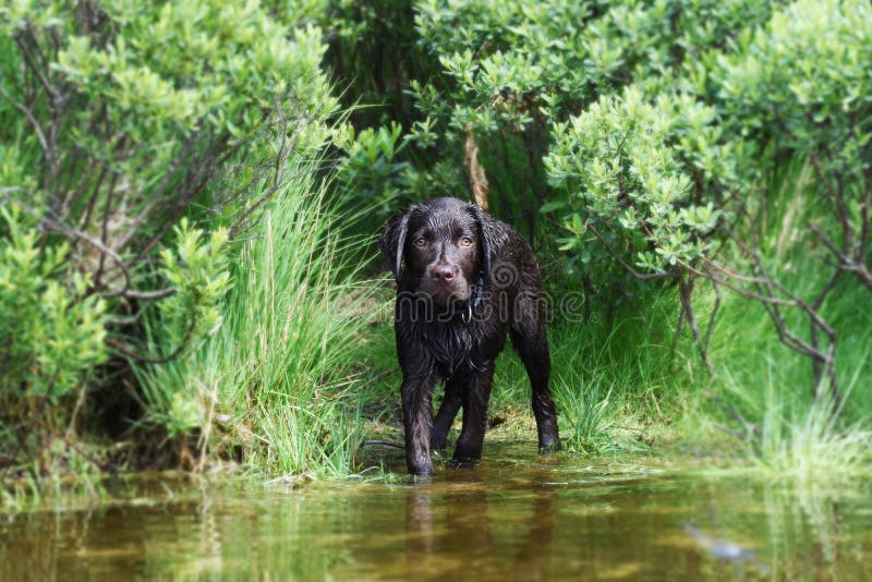 Labrador puppy dog scared of water royalty free stock images