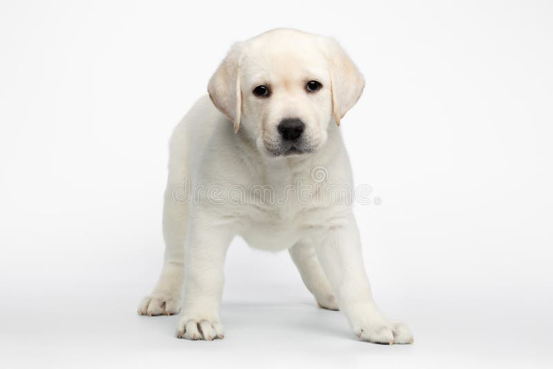 Labrador puppy on white background royalty free stock photography