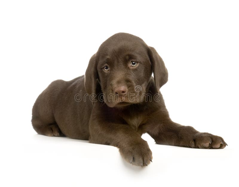 Labrador retriever chocolate stock image