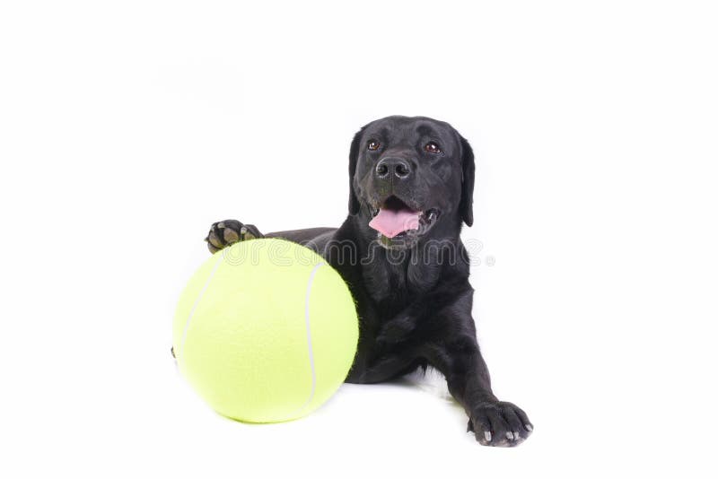 Labrador retriever in front of white studio royalty free stock image