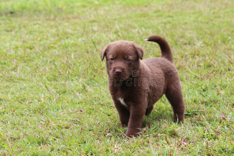 Labrador Retriever Mix Chocolate Colored Puppy royalty free stock images