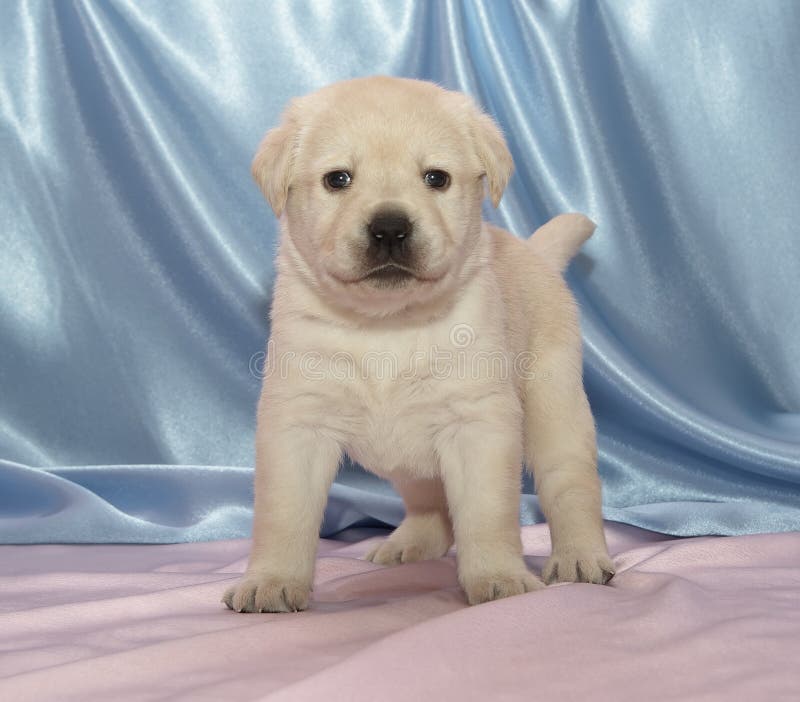 Labrador retriever puppy royalty free stock images