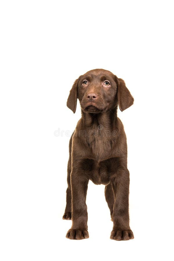 Pretty standing brown labrador retriever puppy seen from the fro royalty free stock photos