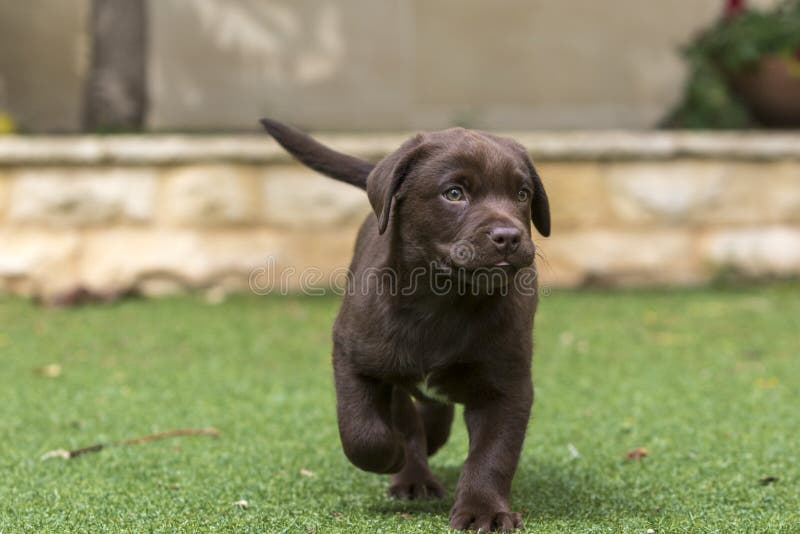 A puppy chocolate brown labrador retriever stock images