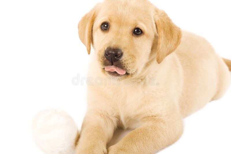 Puppy labrador retriever and fur ball stock images