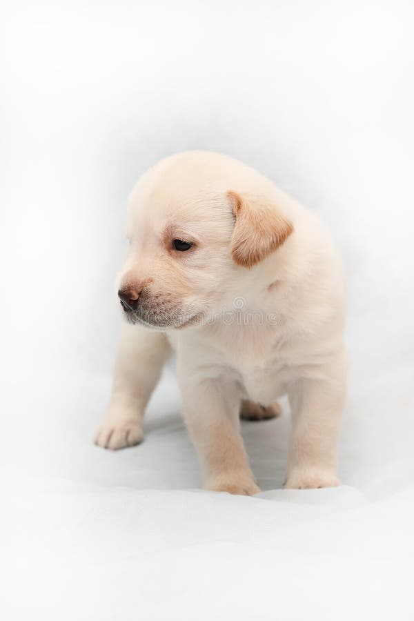 Three week Labrador puppy fawn suit closeup standing royalty free stock images