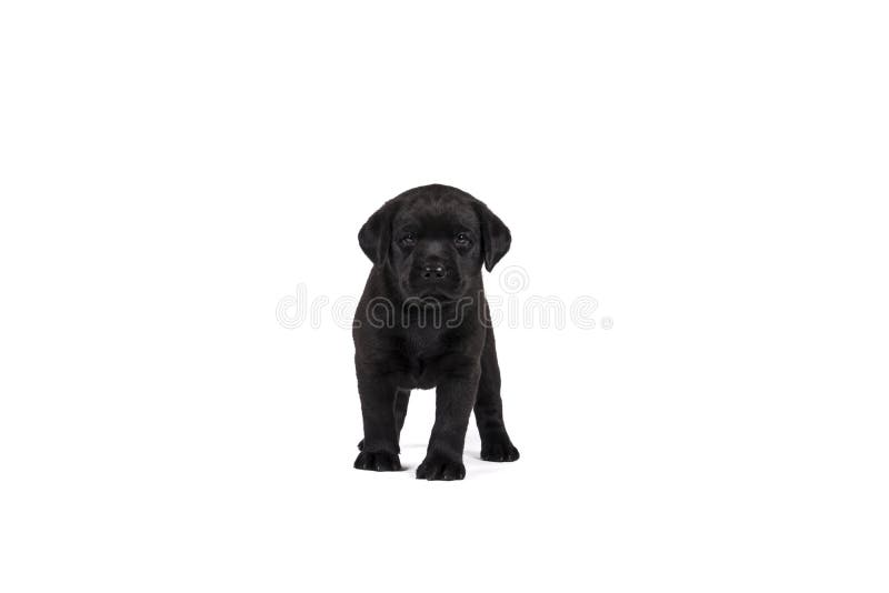 A 5 week old labrador puppy isolated on a white background standing royalty free stock images