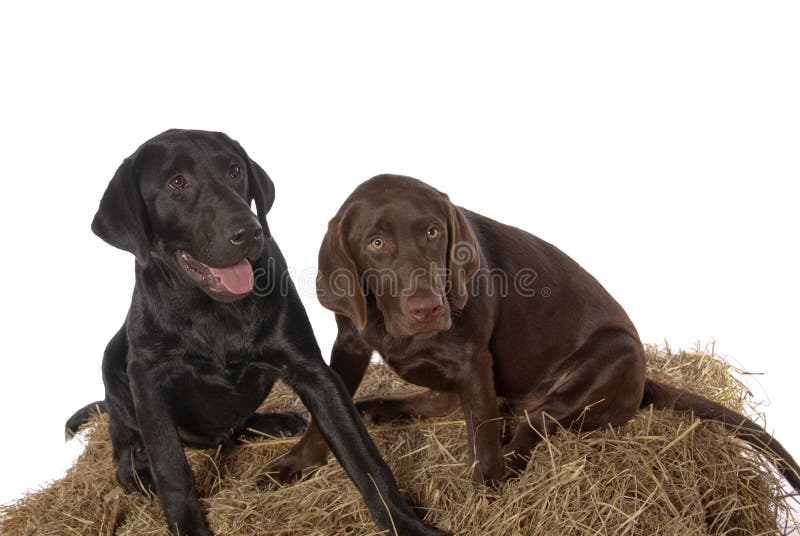 Young Chocolate Black Labrador Retriever puppies. Playful young Chocolate 3-mth old and Black 4-month Labrador retriever puppies pose on a bail of hay.. In royalty free stock images