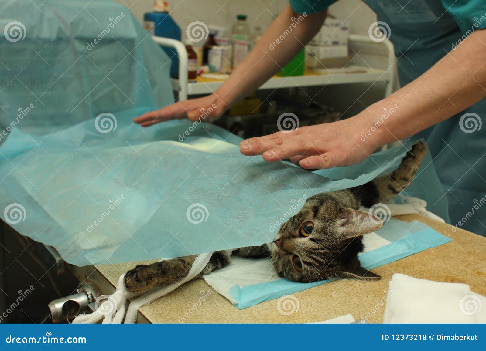 Перед стерилизацией кошки не кормить. Хирургическая стерилизация кошек.
